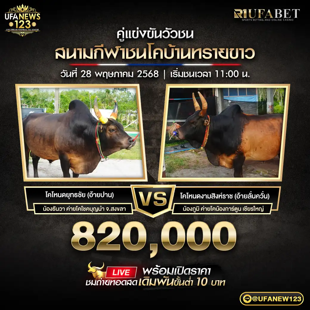 โคโหนดยุทธชัย VS โคโหนดงามสิงห์ราช ชิงรางวัล 820,000 บาท 28 พฤษภาคม 2568
