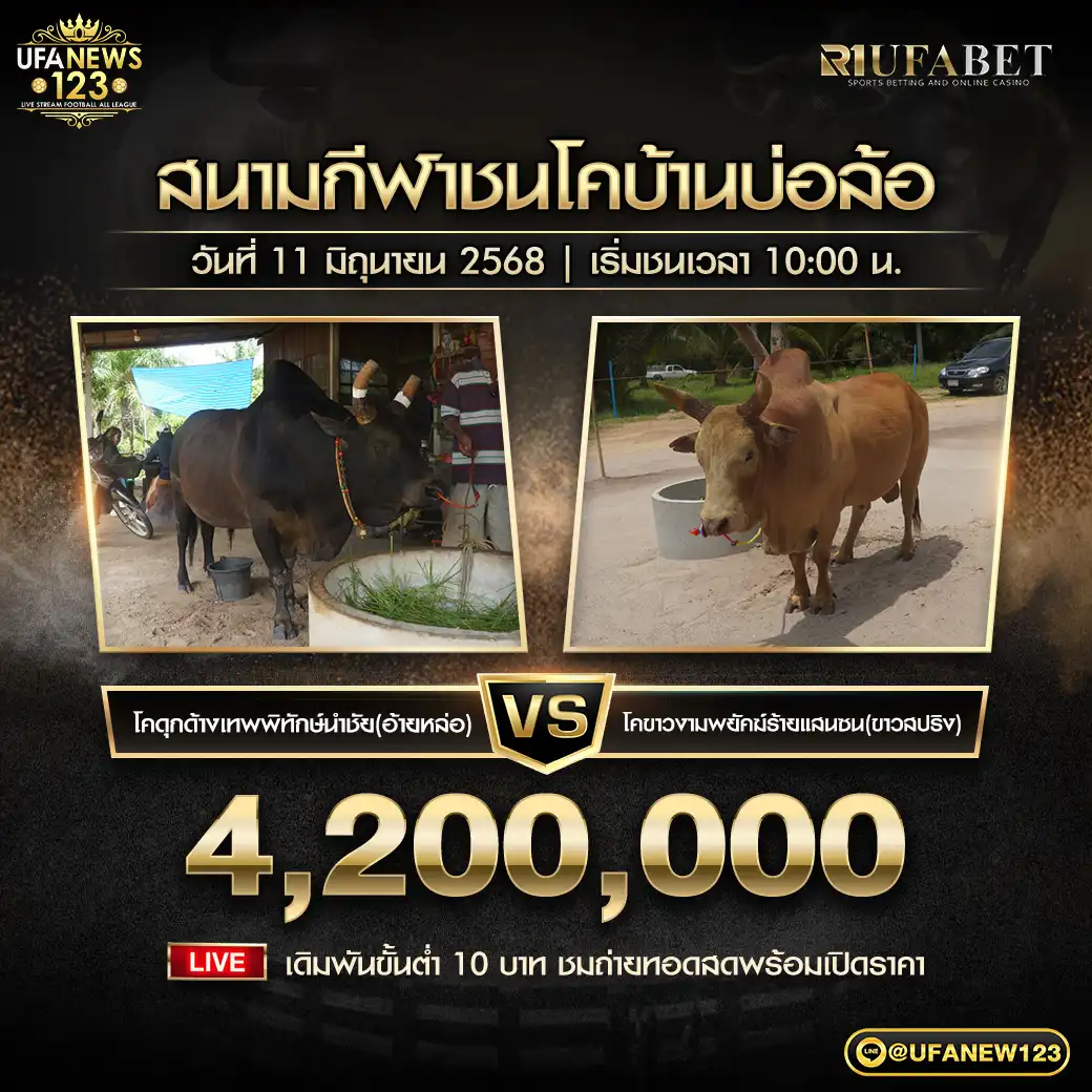 โคดุกด้างเทพพิทักษ์นำชัย (อ้ายหล่อ) VS โคขาวงามพยัคฆ์ร้ายแสนซน (ขาวสปริง) ชิงรางวัล 4,200,000 บาท 11 มิถุนายน 2568