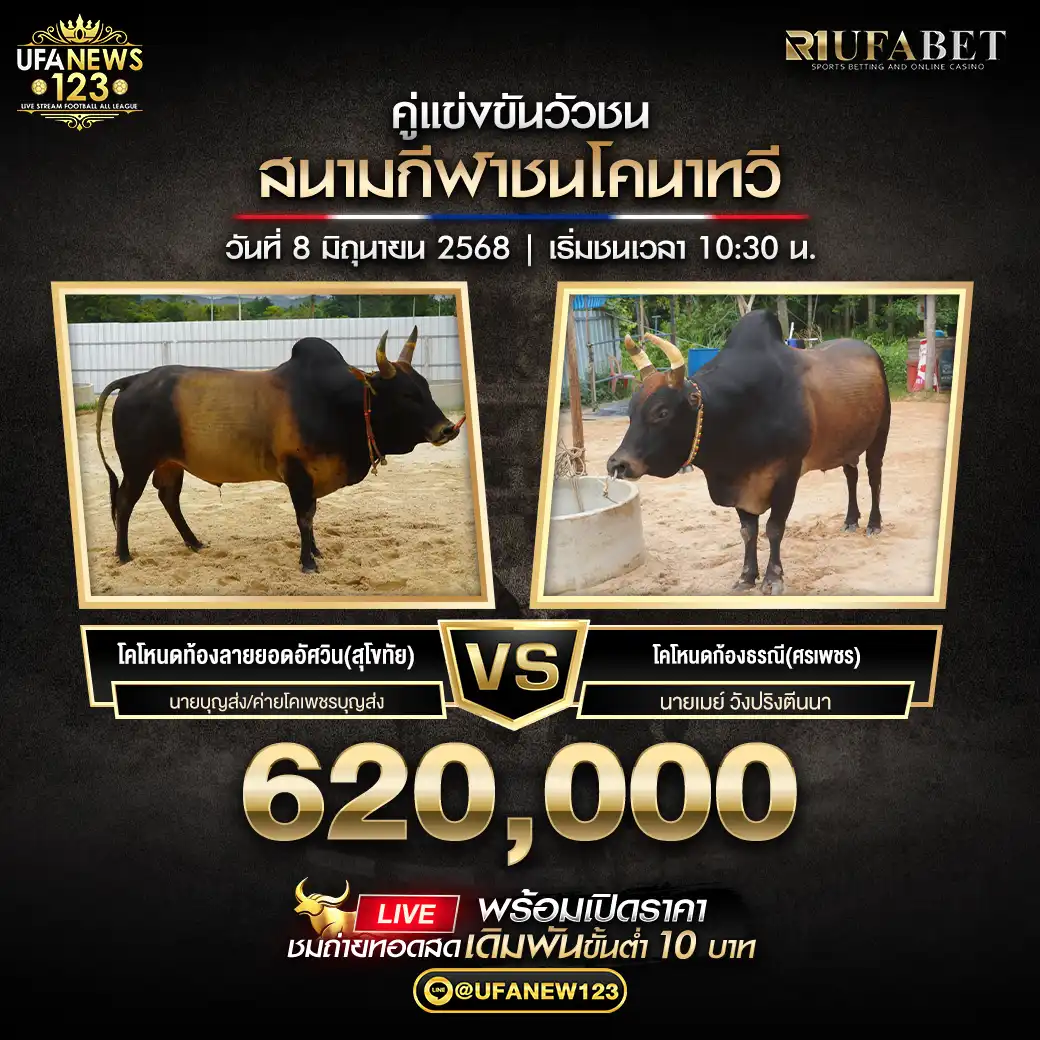 โคโหนดท้องลายยอดอัศวิน (สุโขทัย) VS โคโหนดก้องธรณี (ศรเพชร) ชิงรางวัล 620,000 บาท 08 มิถุนายน 2568