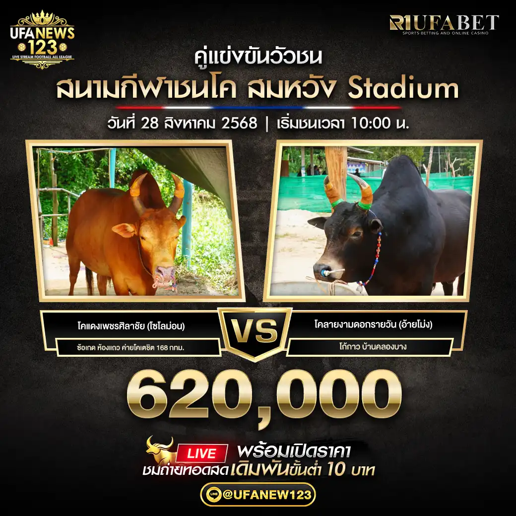 โคแดงเพชรศิลาชัย (โซโลม่อน) VS โคลายงามดอกรายวัน (อ้ายโม่ง) ชิงรางวัล 620,000 บาท 28 สิงหาคม 2568
