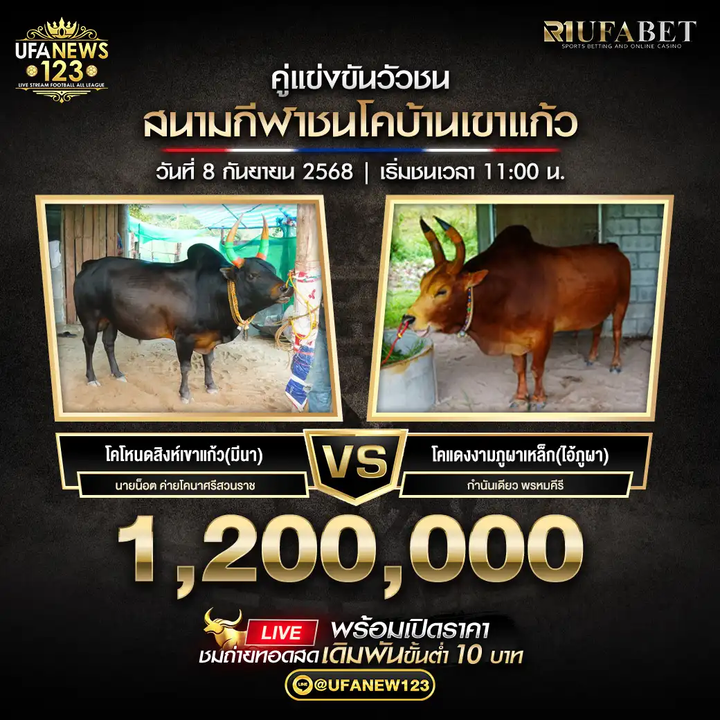 โคโหนดสิงห์เขาแก้ว (มีนา) VS โคแดงงามภูผาเหล็ก (ไอ้ภูผา) ชิงรางวัล 1,200,000 บาท 08 กันยายน 2568