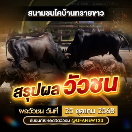 ผลวัวชน 25 ตุลาคม 2568