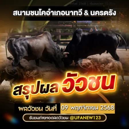 ผลวัวชน 09 พฤศจิกายน 2568