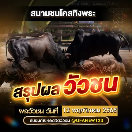 ผลวัวชน 12 พฤศจิกายน 2568