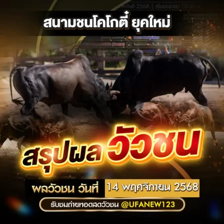 ผลวัวชน 14 พฤศจิกายน 2568
