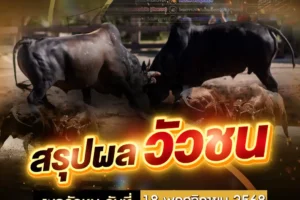 ผลวัวชน 18 พฤศจิกายน 2568