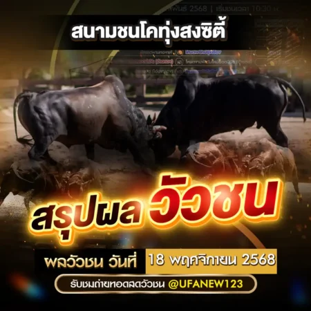 ผลวัวชน 18 พฤศจิกายน 2568
