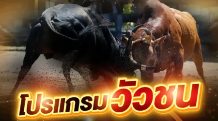 โปรแกรมวัวชน 23 พฤศจิกายน 2568