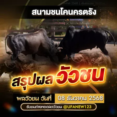 ผลวัวชน 08 ธันวาคม 2568